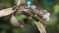 Ảnh Kinh ngạc với bộ dạng của "quái vật quỷ sa tăng"
