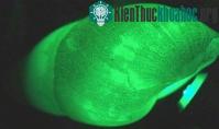 Ảnh Khả năng kỳ lạ của ốc sên