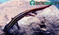 Ảnh Phát hiện nhiều đông-thực vật mới ở rừng Amazon