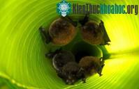 Ảnh Dơi cũng biết dùng thiết bị trợ thính