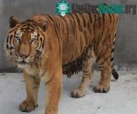 Ảnh Giải mã gene dòng họ mèo lớn