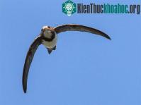Ảnh Loài chim bay 200 ngày không nghỉ