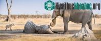 Ảnh Cảm động cảnh voi vĩnh biệt bạn quá cố