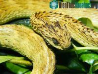 Ảnh Những loài rắn vừa độc, vừa xấu xí nhất thế giới