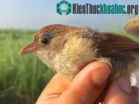 Ảnh Chim tuyệt chủng hơn 7 thập kỷ tái xuất
