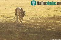Ảnh Bị đàn bò rừng truy sát, hổ cuống cuồng tháo chạy