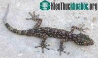 Ảnh Nhà khoa học Việt Nam tham gia phát hiện loài thằn lằn đá mới