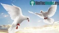 Ảnh Bồ câu - Loài chim thông minh của thế giới động vật