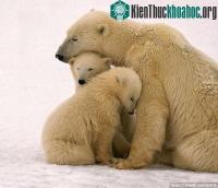 Ảnh Phát hiện bộ phận sinh dục của gấu Bắc cực ngày càng teo nhỏ
