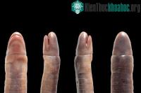 Ảnh Cận cảnh bộ tộc giun không chân “bất hiếu” ăn thịt mẹ