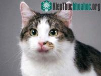 Ảnh Những con mèo trong nghiên cứu khoa học