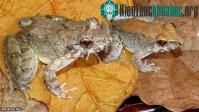 Ảnh Loài ếch đẻ nòng nọc duy nhất trên hành tinh
