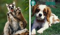 Ảnh Động vật cũng biết tự chữa bệnh giống người