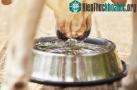 Ảnh Chó và mèo uống nước khác nhau