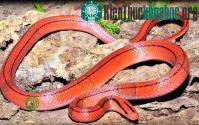 Ảnh Vẻ đẹp của các loài rắn Việt Nam
