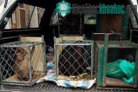 Ảnh Cứu hộ nhiều khỉ quý hiếm