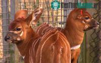 Ảnh Linh dương Bongo cực hiếm chào đời tại Anh