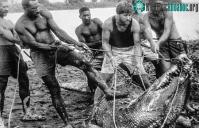 Ảnh Sự vật về Cassius - Cá sấu "khủng" nhất thế giới