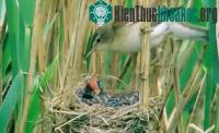 Ảnh Chim tu hú - Bà mẹ bạc tình và đứa con sát thủ