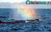 Ảnh Giải mã hiện tượng cá voi tạo cầu vồng tuyệt đẹp