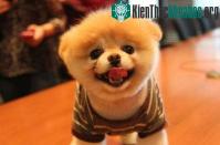 Ảnh Chó cũng bi quan - lạc quan như người