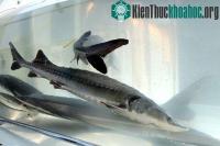 Ảnh Cá tầm hoang dã có nguy cơ tuyệt chủng ở Trung Quốc