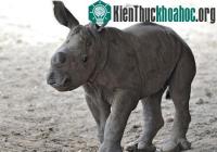Ảnh Tê giác cái màu trắng quý hiếm chào đời