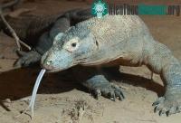 Ảnh Rồng Komodo, quái vật thời tiền sử sắp tuyệt chủng