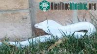 Ảnh Rắn hổ mang bạch tạng hiếm lộ diện ở Mỹ