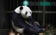 Ảnh Gấu trúc giả vờ mang thai để được chăm sóc tốt hơn