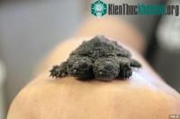 Ảnh Phát hiện con rùa hai đầu quý hiếm