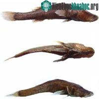 Ảnh Phát hiện cá không mắt dưới hố tử thần Madagascar