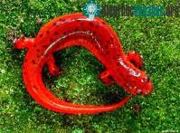 Ảnh Chiêm ngưỡng những loài động vật lạ mắt giống kẹo ngọt