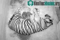 Ảnh Hổ quý hiếm chào đời ở Mỹ