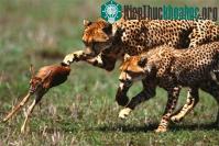 Ảnh Khôn như báo cheetah săn mồi