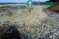 Ảnh Gần 100 tấn cá chết do nhiễm hóa chất ở Trung Quốc