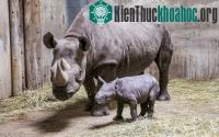 Ảnh Tê giác hiếm ở Đông Phi sinh con