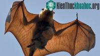 Ảnh Động vật mang trong mình ít nhất 320.000 loài virus nguy hiểm