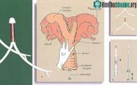 Ảnh Đặt vòng cho bò để tăng năng suất sản xuất thịt