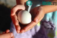 Ảnh Gà đẻ ra trứng màu xanh nhờ kỹ thuật gene