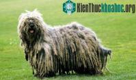 Ảnh Những loài chó xù có vẻ đẹp "ma chê quỷ hờn"
