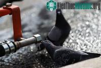 Ảnh Moscow rúng động vì dịch bồ câu "thây ma sống"
