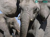Ảnh Namibia đưa thú quý hiếm đến Cuba