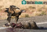 Ảnh Chúa tể bầu trời ở Việt Nam