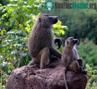 Ảnh Động vật có vú có thể chọn giới tính cho con?