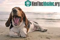 Ảnh Chó ngáp theo chủ