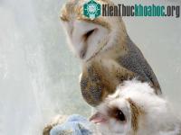 Ảnh Giấc ngủ ảnh hưởng đến màu lông của cú?