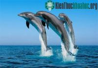 Ảnh Cá heo có trí nhớ xã hội lâu nhất ở thế giới động vật