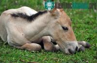 Ảnh Con ngựa hoang đầu tiên ra đời nhờ thụ tinh ống nghiệm