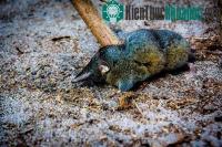 Ảnh Phát hiện loài chuột chù mới siêu khỏe